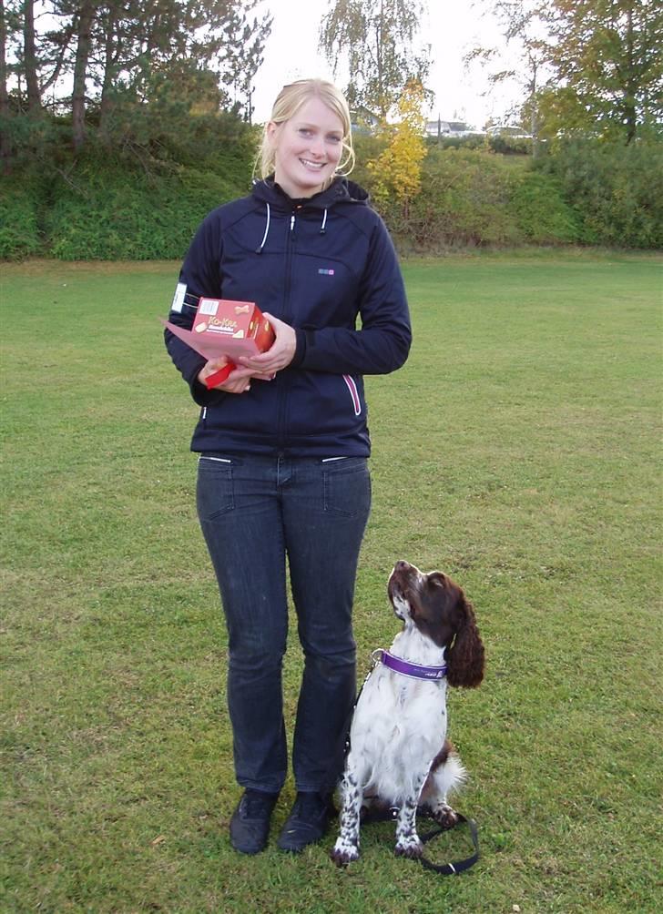 Engelsk springer spaniel "Chelsea"- Punakha's Zara - Chelsea vinder LP-klassen med 177 ud af 180 point! billede 2