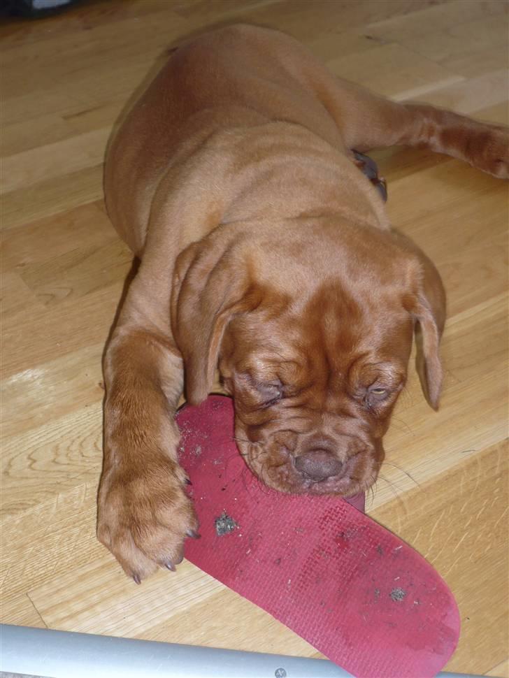 Dogue de bordeaux EstruphusDiorCristalRouge billede 2