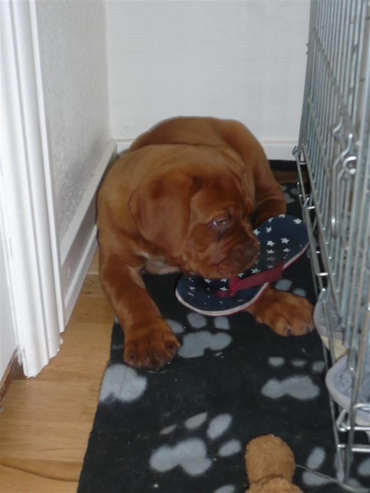 Dogue de bordeaux EstruphusDiorCristalRouge - Rart med noget at bide i.. :o) billede 3