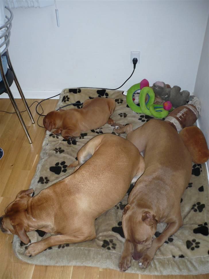 Dogue de bordeaux EstruphusDiorCristalRouge - Mine nye venner.. billede 4
