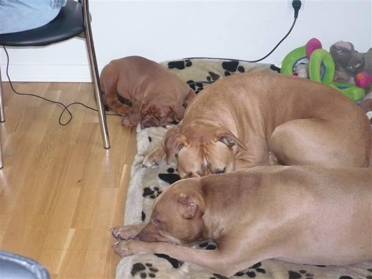 Dogue de bordeaux EstruphusDiorCristalRouge billede 5