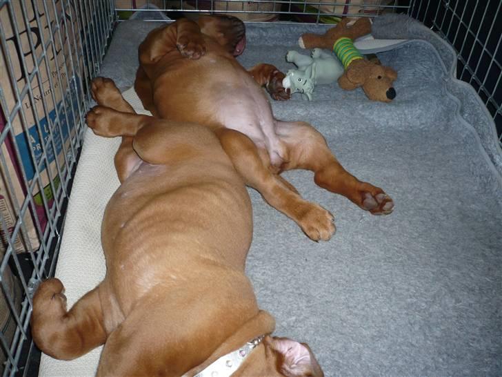 Dogue de bordeaux EstruphusDiorCristalRouge - Det er så hårdt at køre i bil.. billede 6