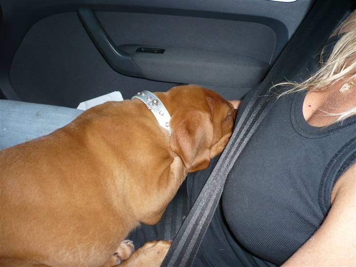 Dogue de bordeaux EstruphusDiorCristalRouge - Da min søster og min kammerat var blevet sat af, lå eg lidt på skødet af min nye mor.. billede 7