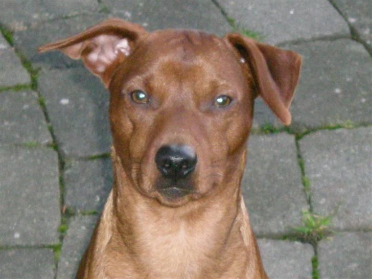 Dvaergpinscher Bailee - Hej - jeg hedder Bailee billede 8