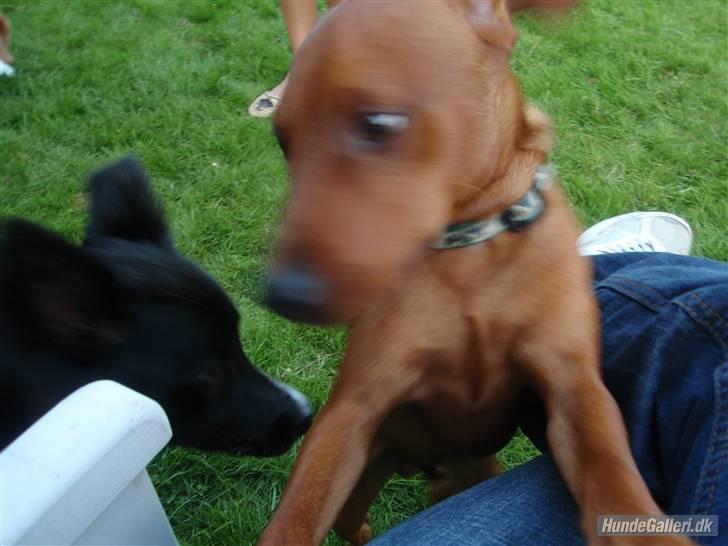 Dvaergpinscher Bailee - Du gør ikke noget, vel? billede 9