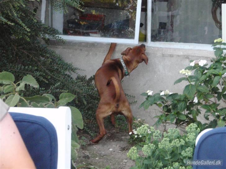 Dvaergpinscher Bailee - Hallo - er der nogen hjemme? billede 10