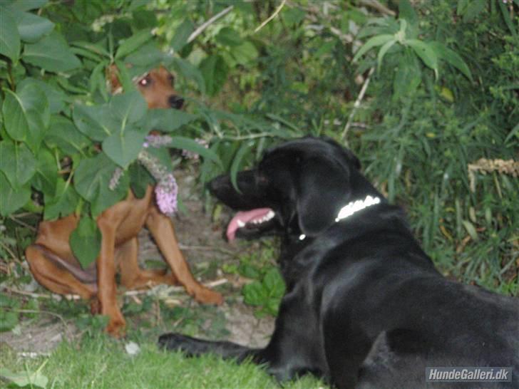 Dvaergpinscher Bailee - Jeg gemmer mig lige for Sally billede 11