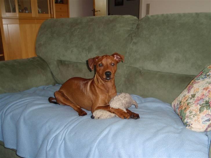 Dvaergpinscher Bailee - Bailee med sin yndlingsbamse på sofaen billede 12