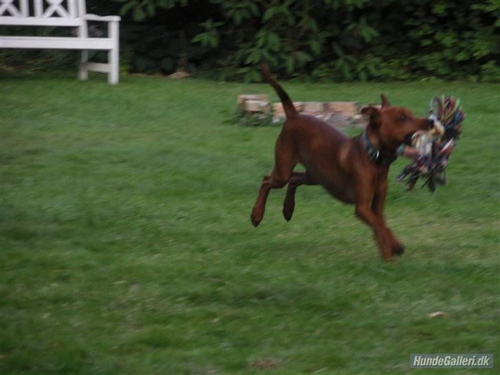 Dvaergpinscher Bailee - Hurra jeg fik den - og I kan ikke fange mig... billede 13