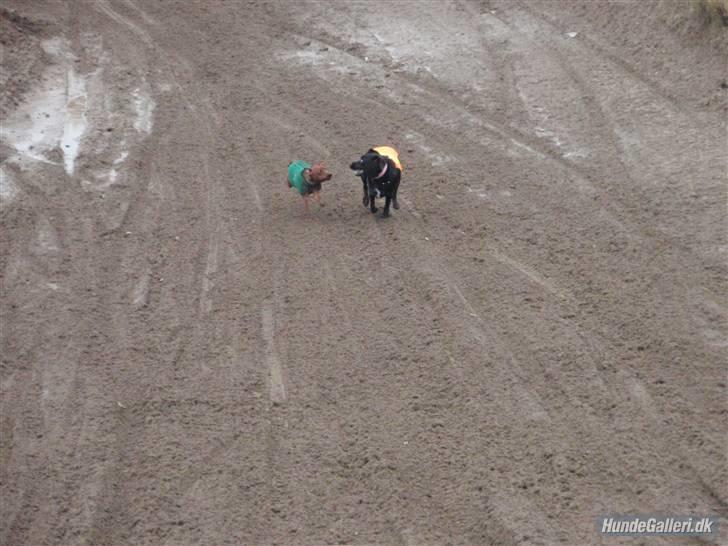 Dvaergpinscher Bailee - Fuld fart på de to crossmaskiner - 21. dec. 2008 billede 14