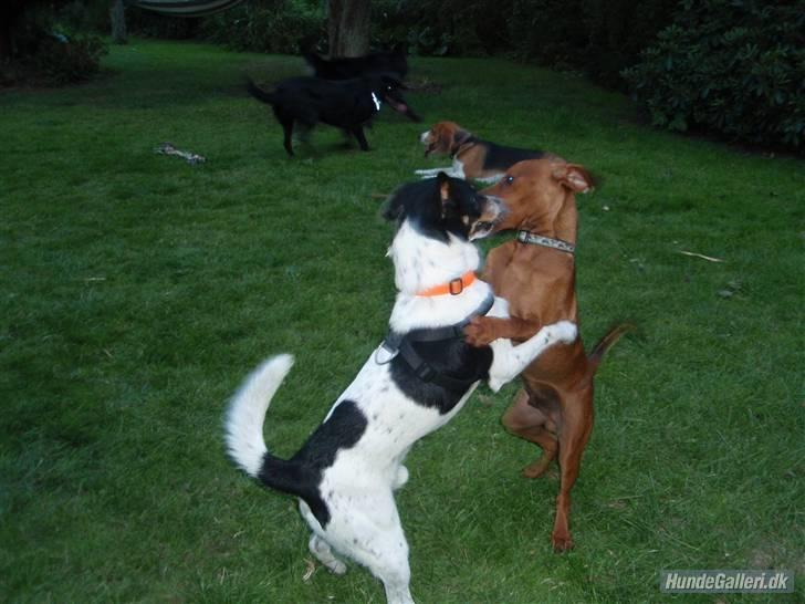 Dvaergpinscher Bailee - Ping og Bailee ta´r en svingom inden ballet er forbi. billede 15