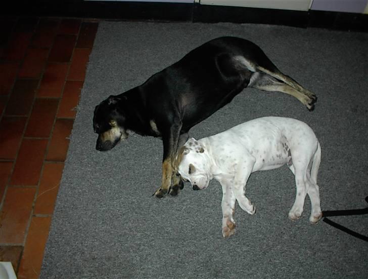 Blanding af racer SIGURD himmel hund ?? - vi tar lige en slapper  billede 15