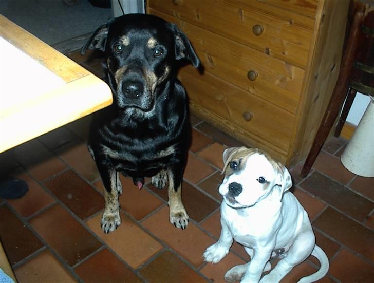 Blanding af racer SIGURD himmel hund ?? billede 16