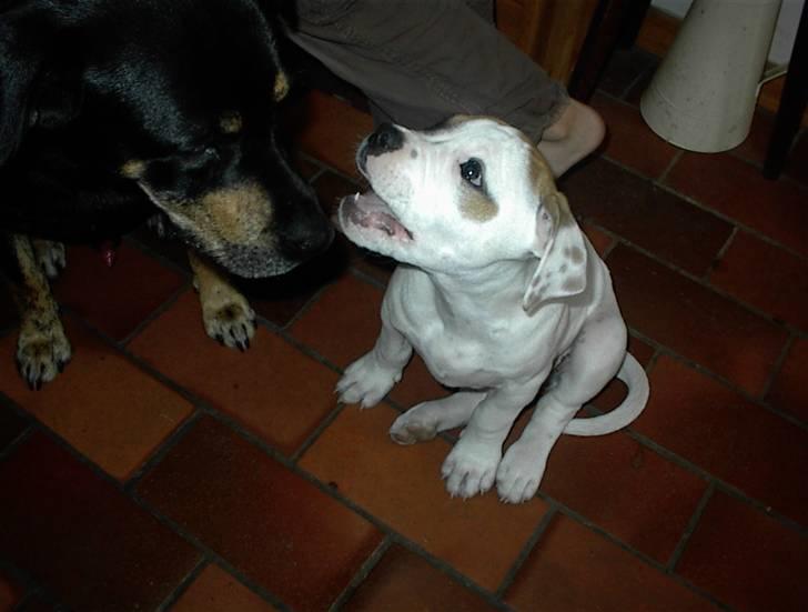 Blanding af racer SIGURD himmel hund ?? billede 17