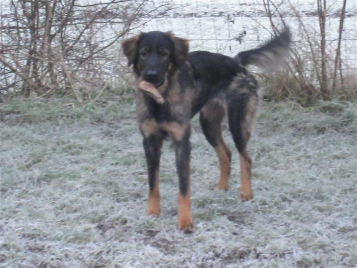 Blanding af racer Sheila billede 1