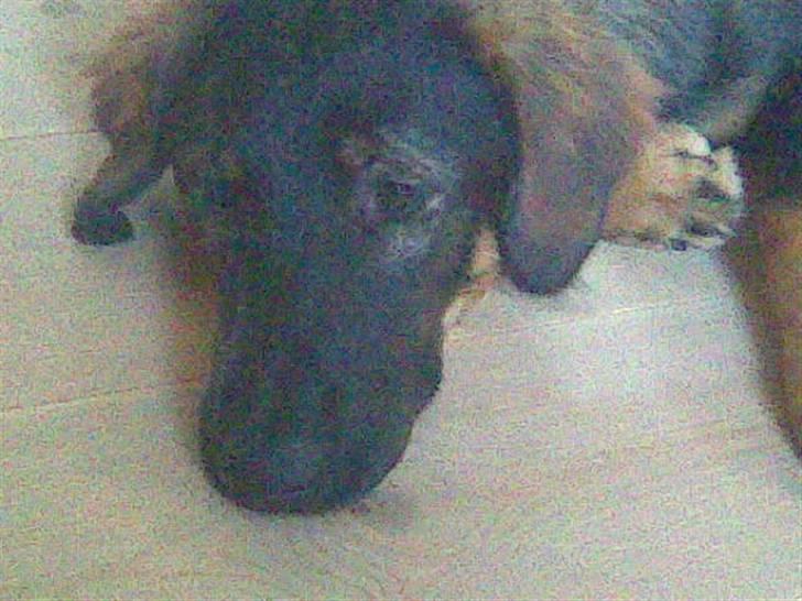 Blanding af racer Sheila billede 2