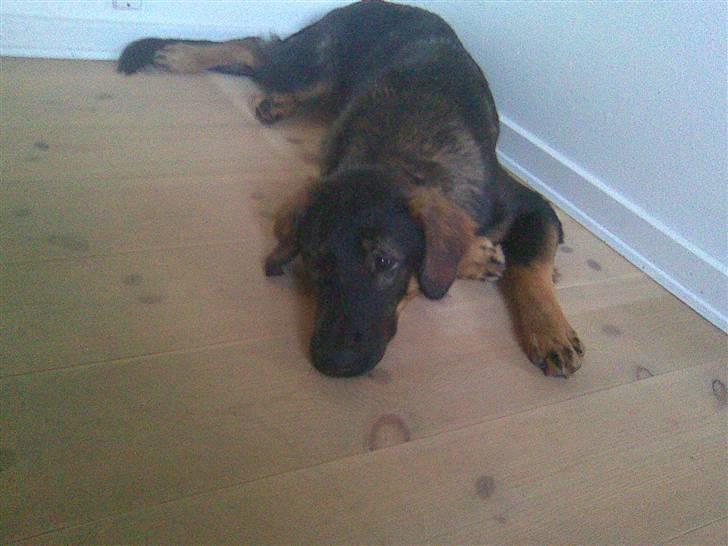 Blanding af racer Sheila billede 3