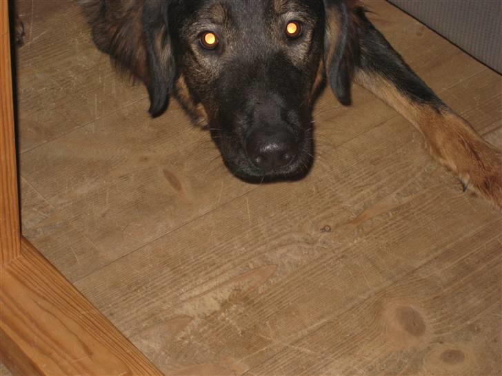 Blanding af racer Sheila billede 4