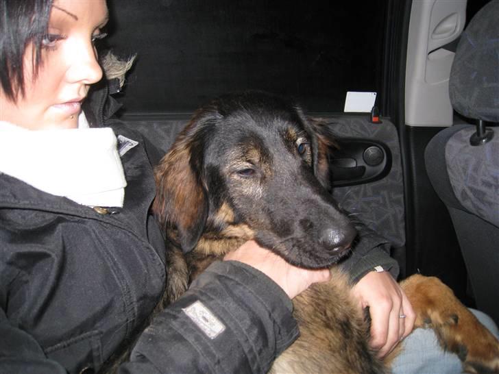 Blanding af racer Sheila billede 5