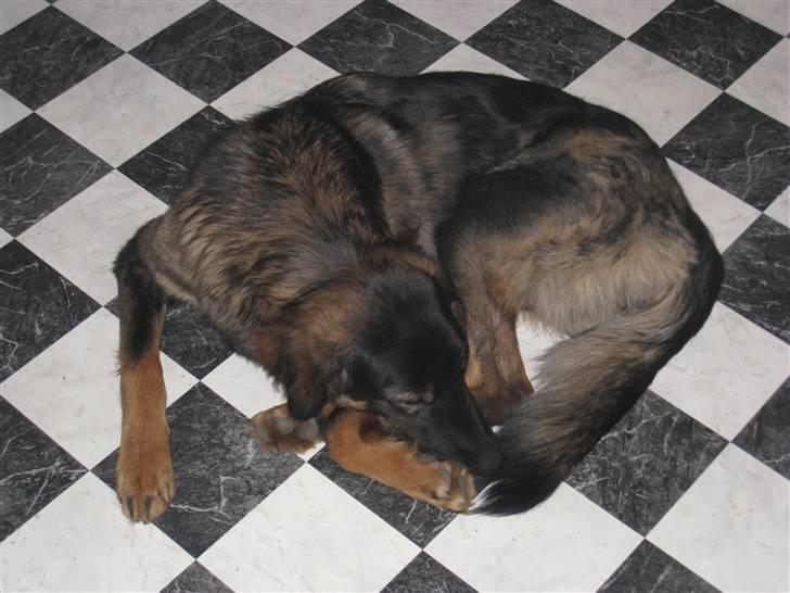 Blanding af racer Sheila billede 6