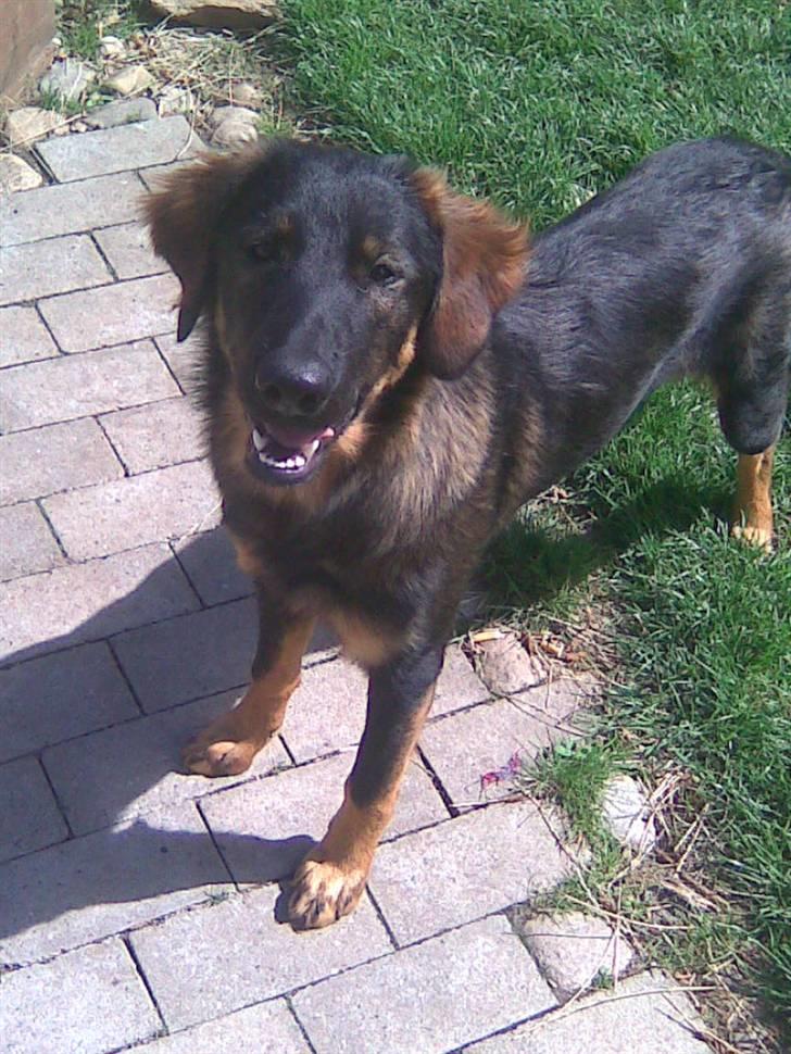 Blanding af racer Sheila billede 7