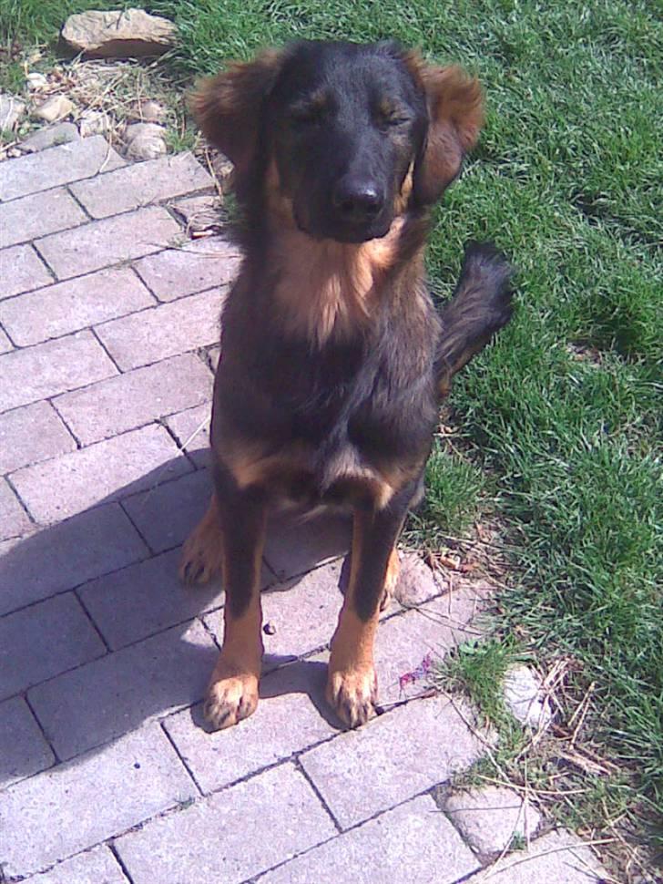 Blanding af racer Sheila billede 8