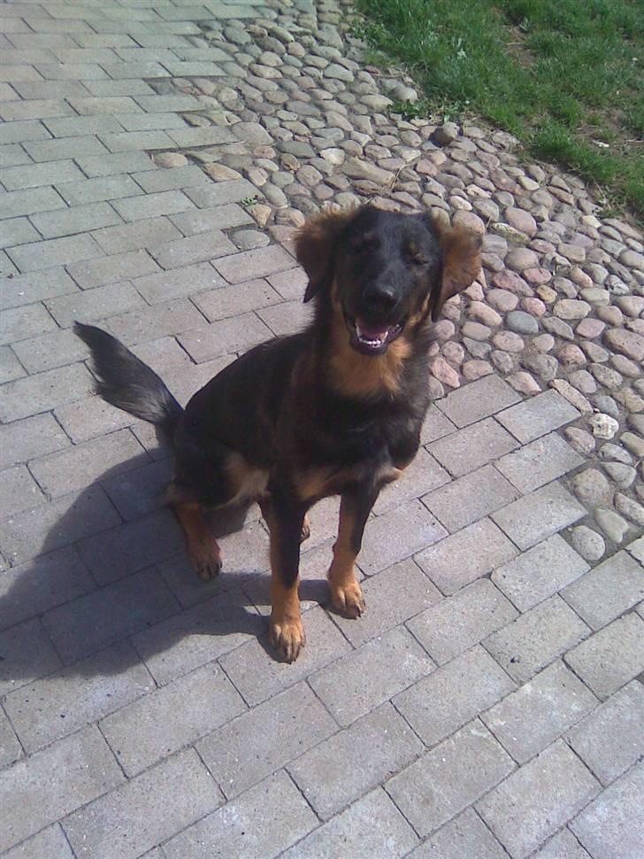 Blanding af racer Sheila billede 9