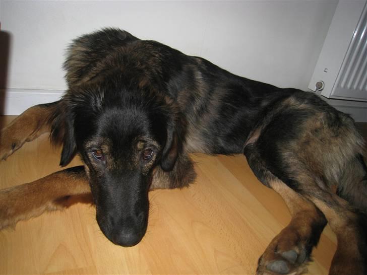 Blanding af racer Sheila billede 10