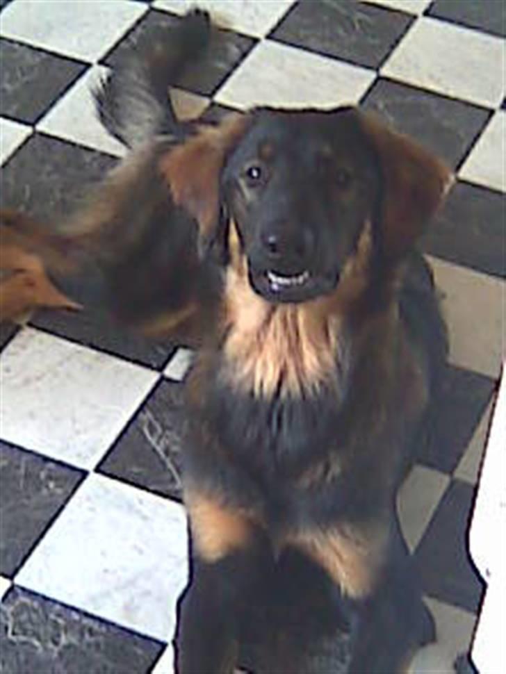 Blanding af racer Sheila billede 11