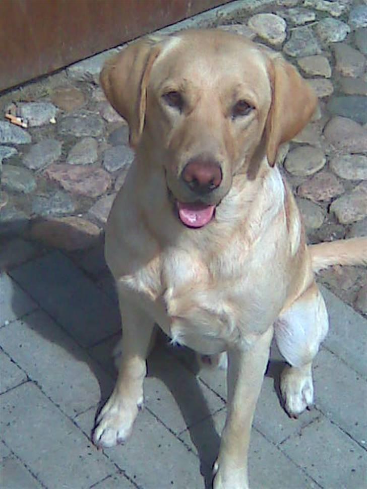 Labrador retriever Chang billede 9