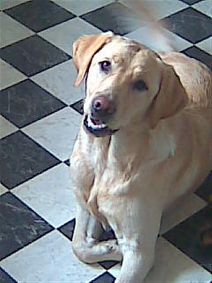 Labrador retriever Chang billede 10