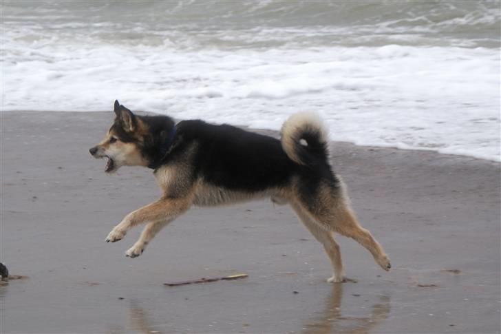 Blanding af racer Lucky - Lucky viser sin sande natur... hmm.. billede 16