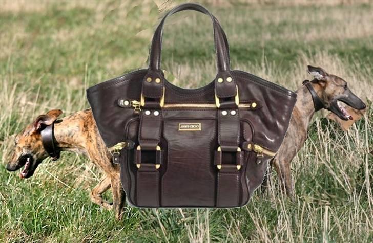 Whippet Luci billede 9