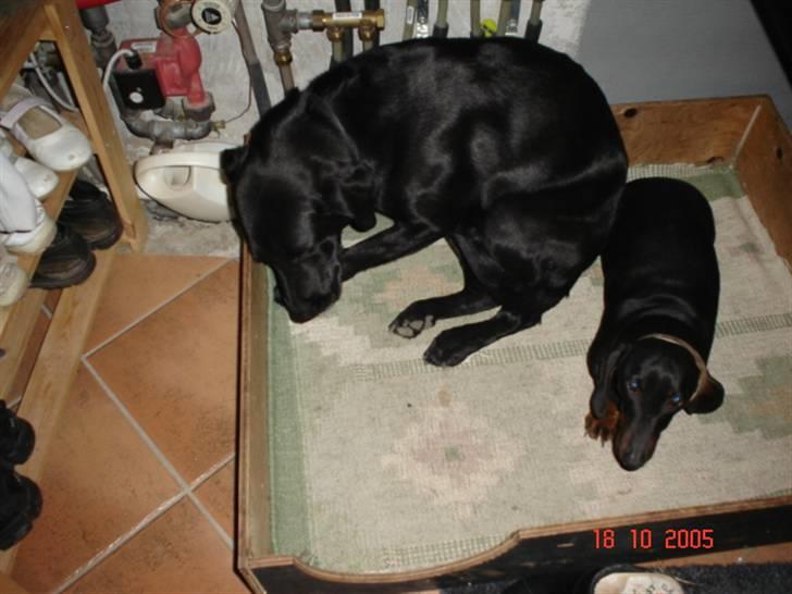 Gravhund | Ebba billede 1