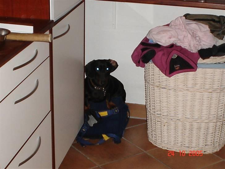 Gravhund | Ebba billede 2