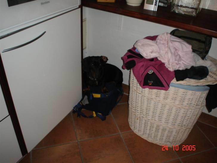 Gravhund | Ebba billede 3