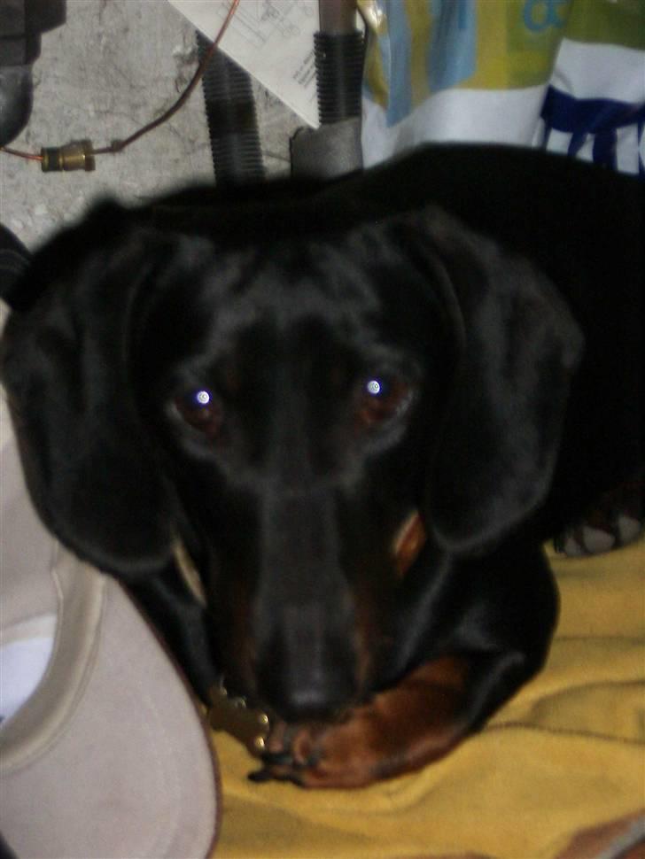 Gravhund | Ebba billede 5