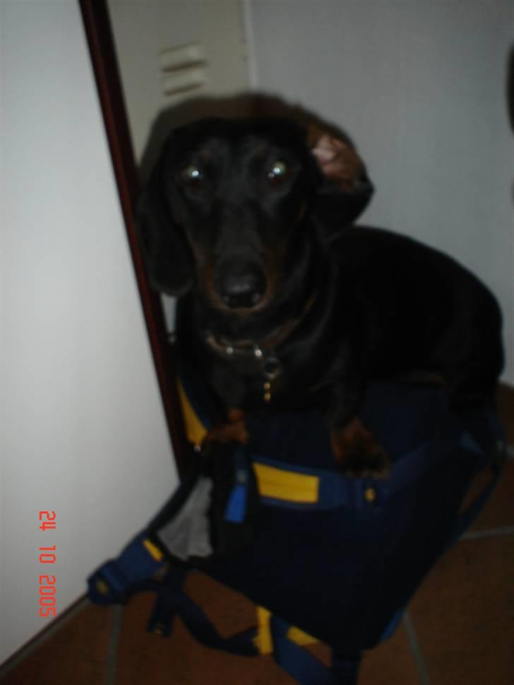 Gravhund | Ebba billede 6