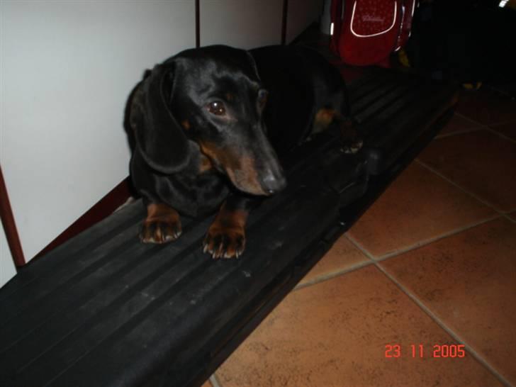 Gravhund | Ebba billede 7