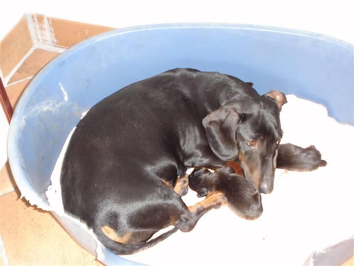 Gravhund | Ebba billede 8