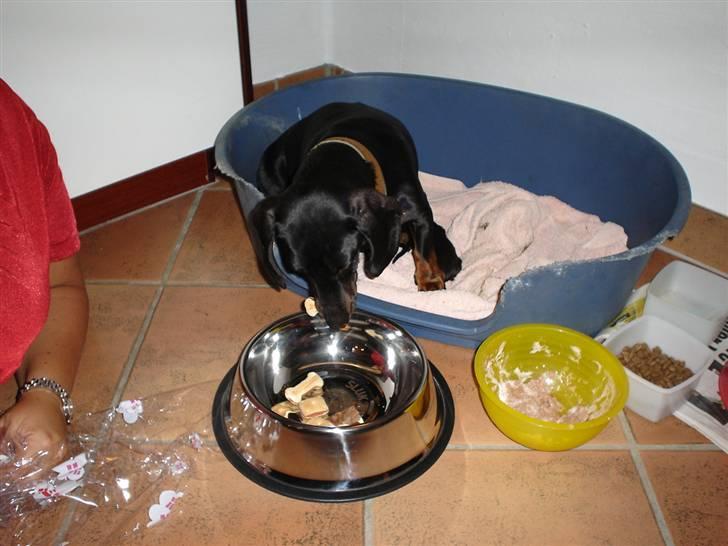 Gravhund | Ebba billede 9