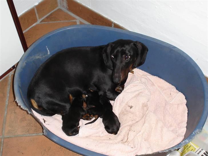 Gravhund | Ebba billede 10