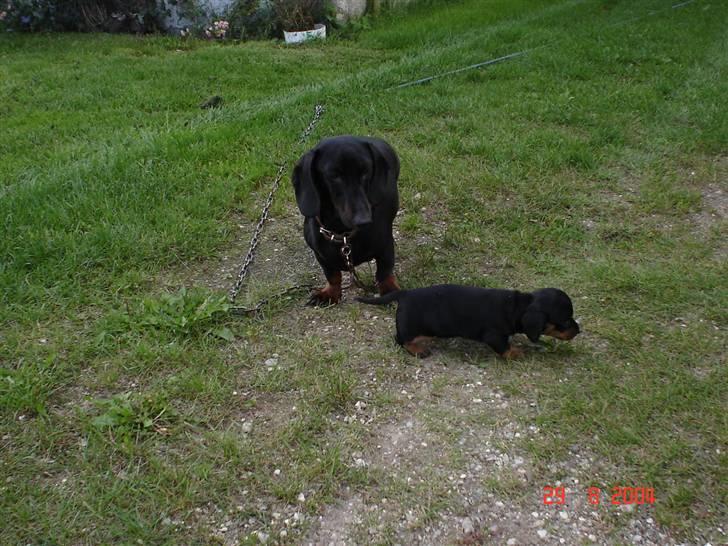 Gravhund | Ebba billede 11