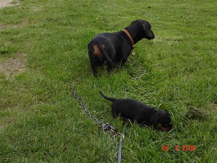 Gravhund | Ebba billede 12