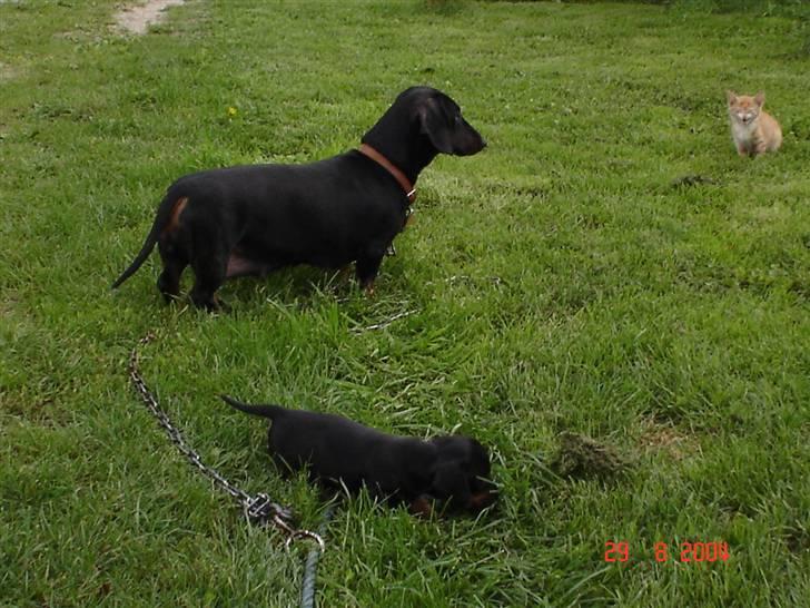 Gravhund | Ebba billede 13