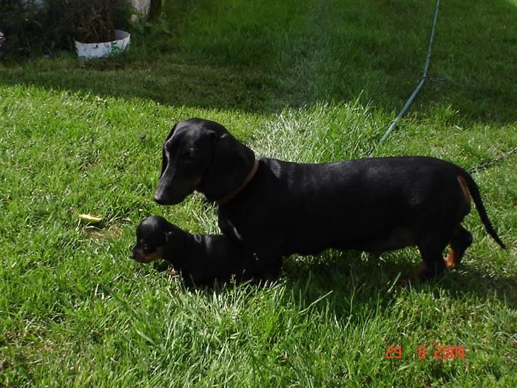 Gravhund | Ebba billede 14