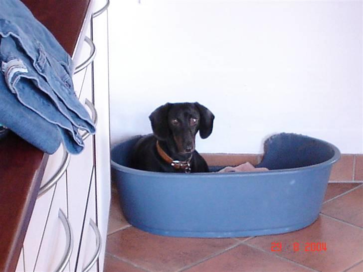 Gravhund | Ebba billede 15