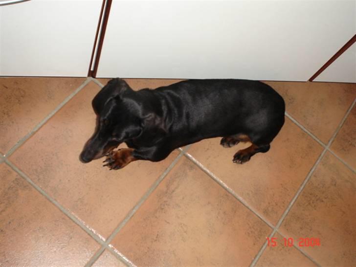 Gravhund | Ebba billede 16