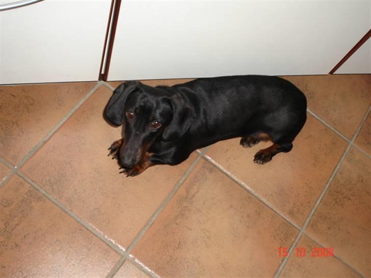 Gravhund | Ebba billede 17