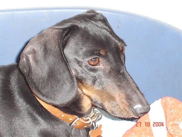 Gravhund | Ebba billede 18